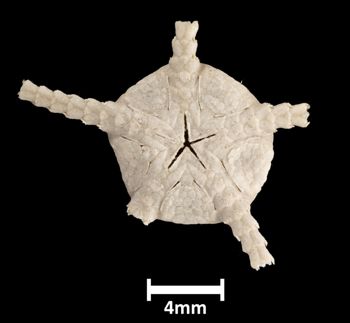 Media type: image;   Invertebrate Zoology OPH-444 Aspect: ventral